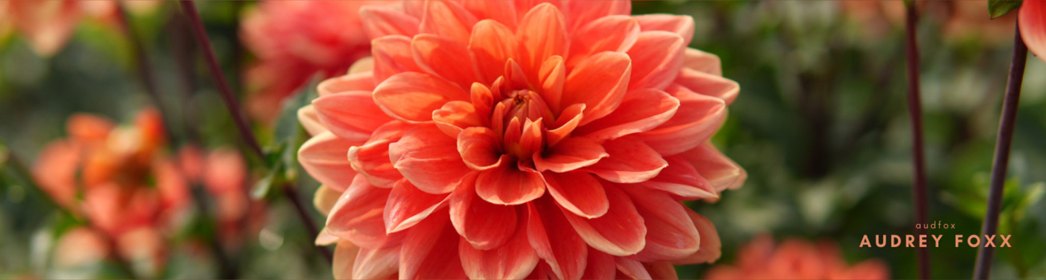 audfoxfree OnlyFans header