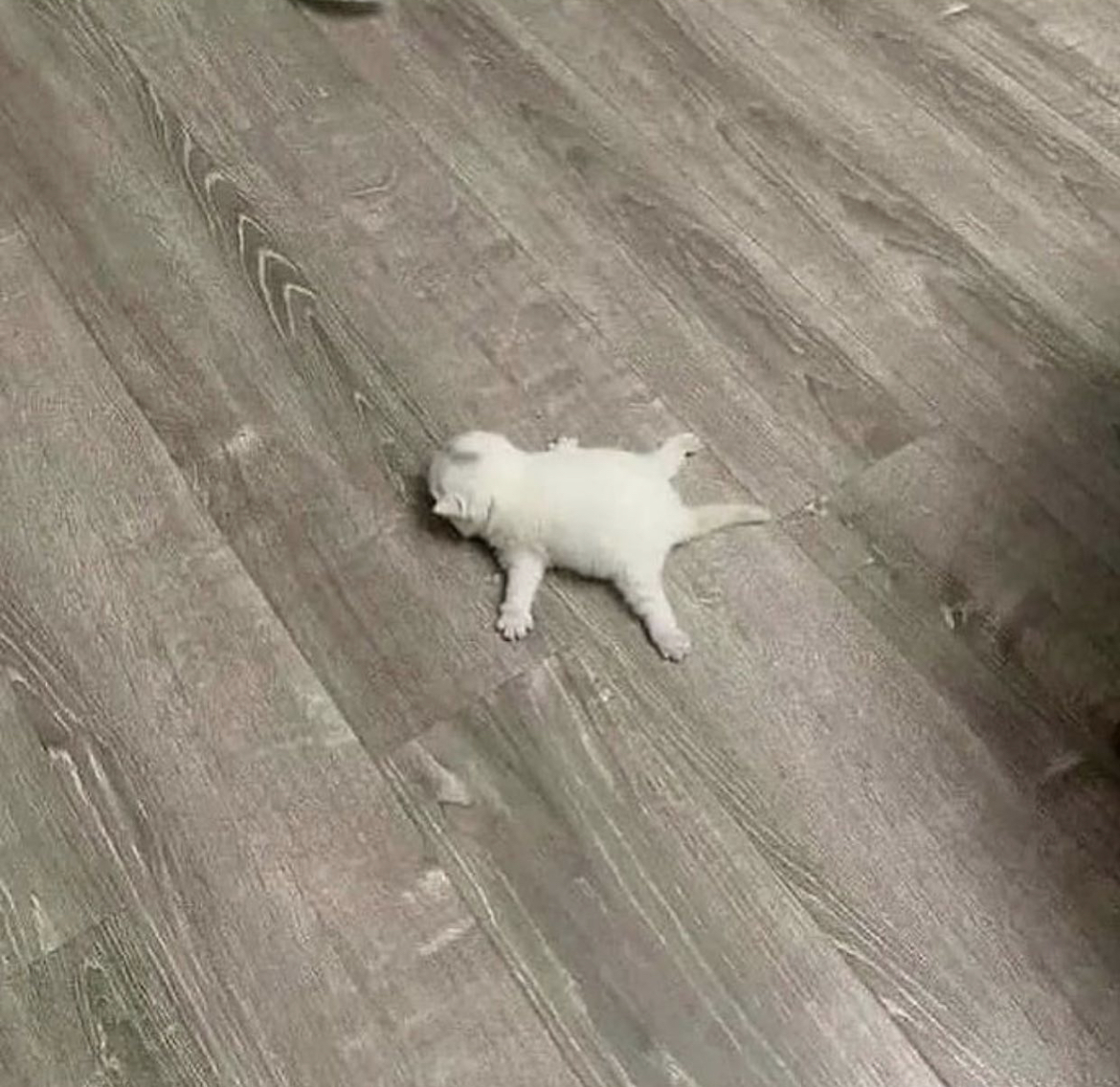 audie OnlyFans header