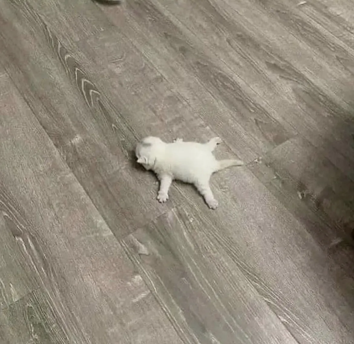 audie OnlyFans header