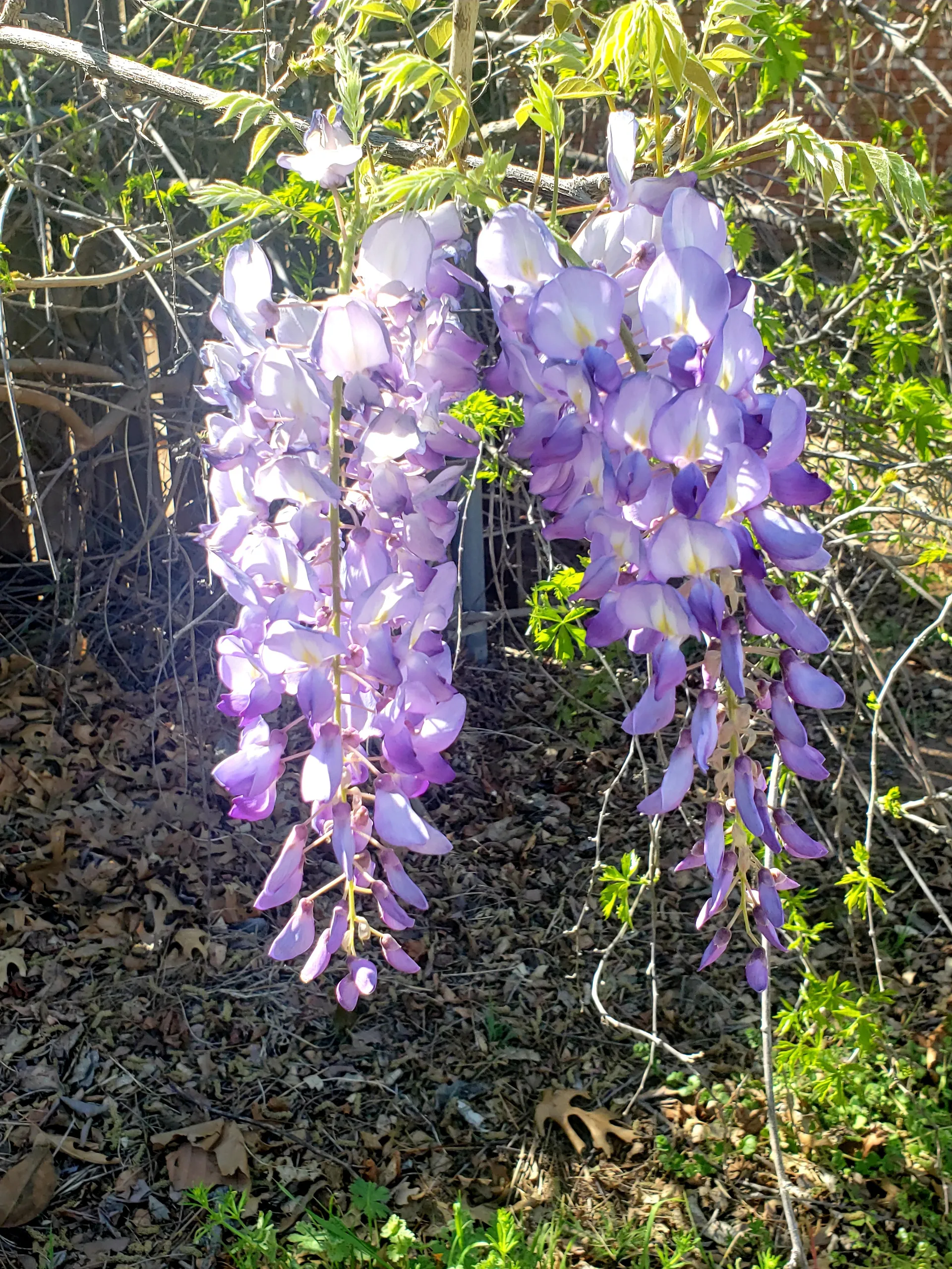 Audrina Madrid OnlyFans header