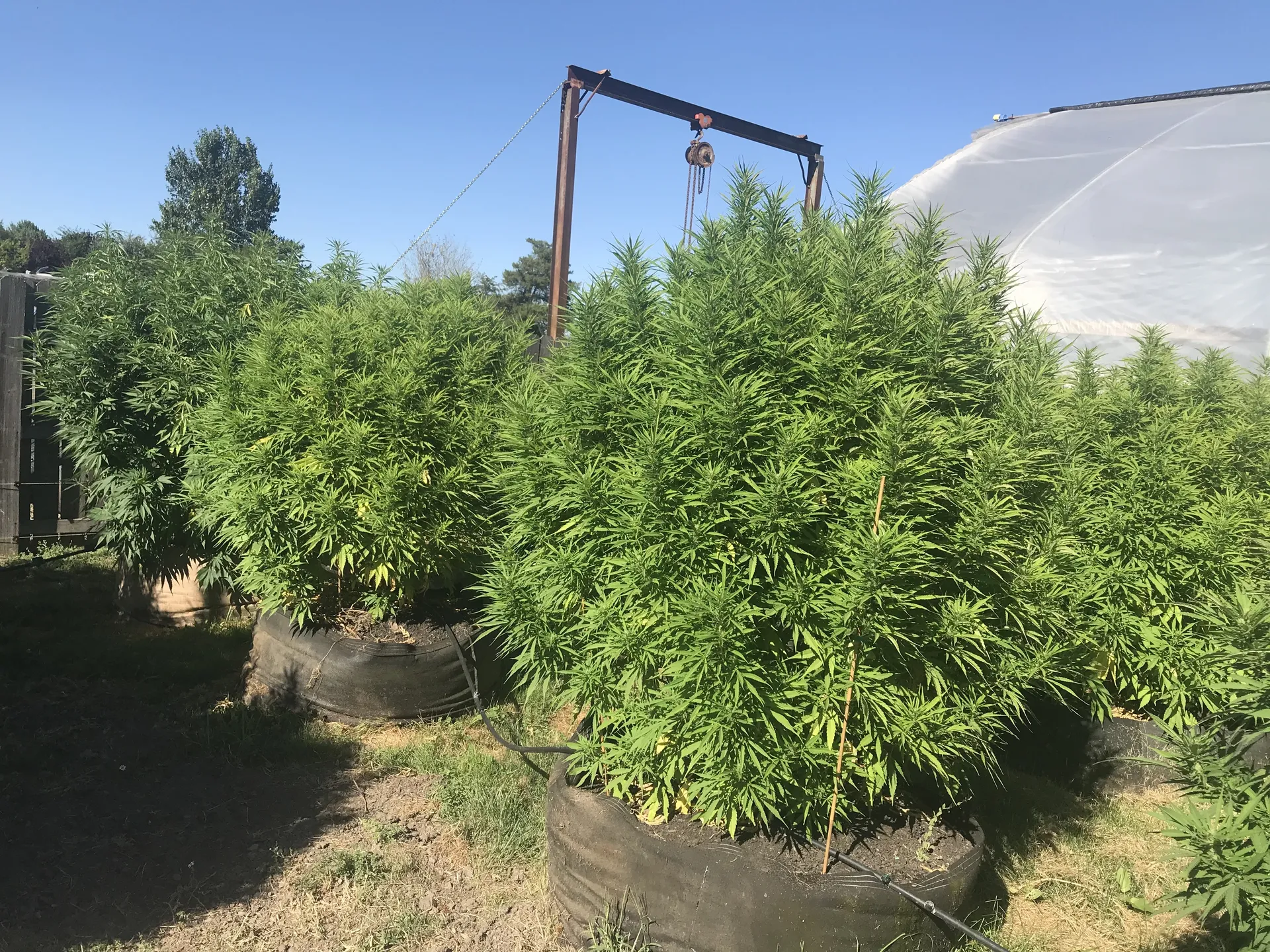 August May OnlyFans header