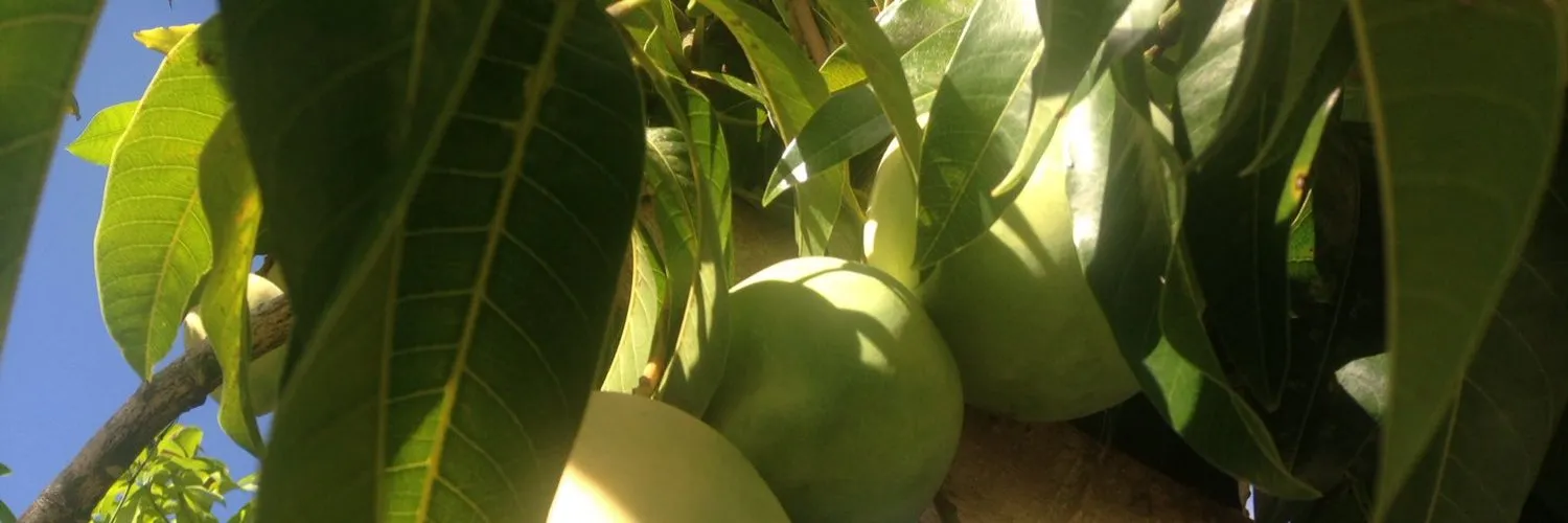 DEFINITELY NOT AURA OnlyFans header