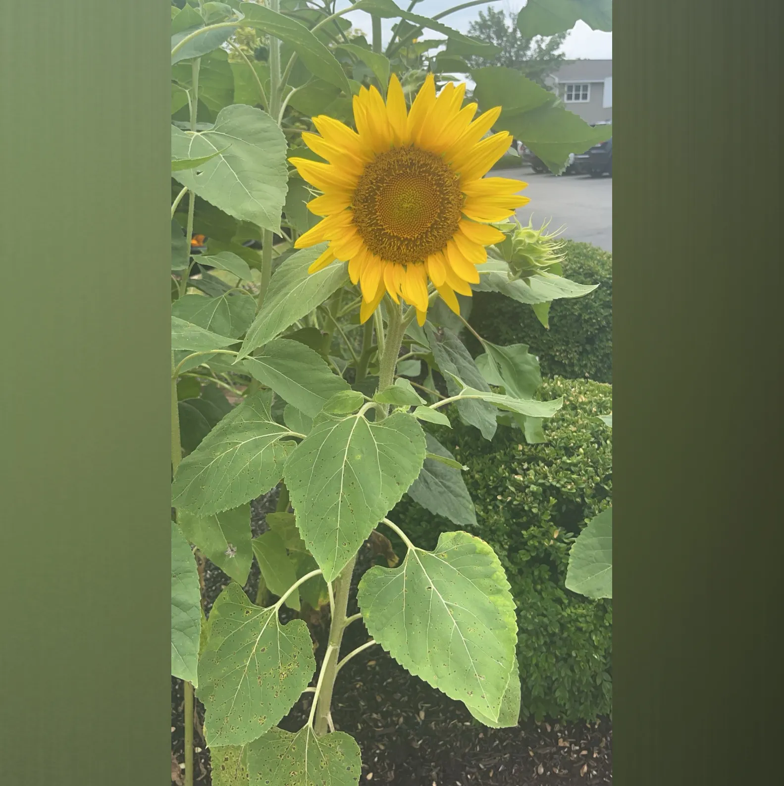 Ari :) OnlyFans header