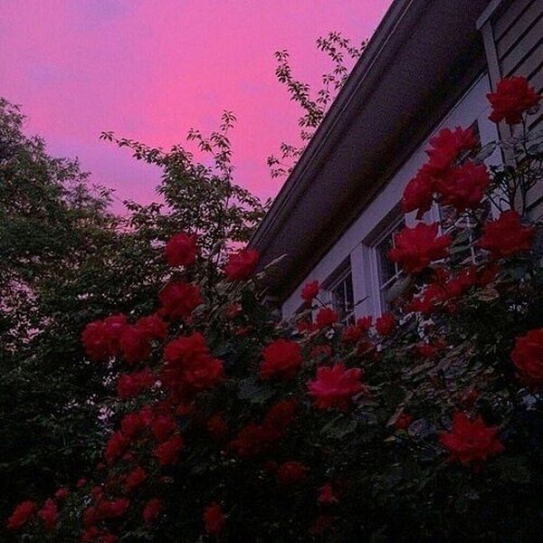 Auricide OnlyFans header