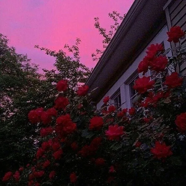 Auricide OnlyFans header