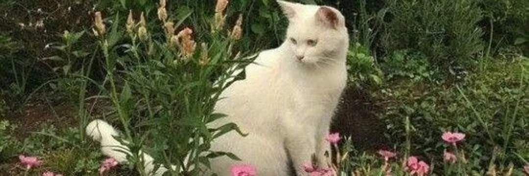 Aurora Spencer OnlyFans header