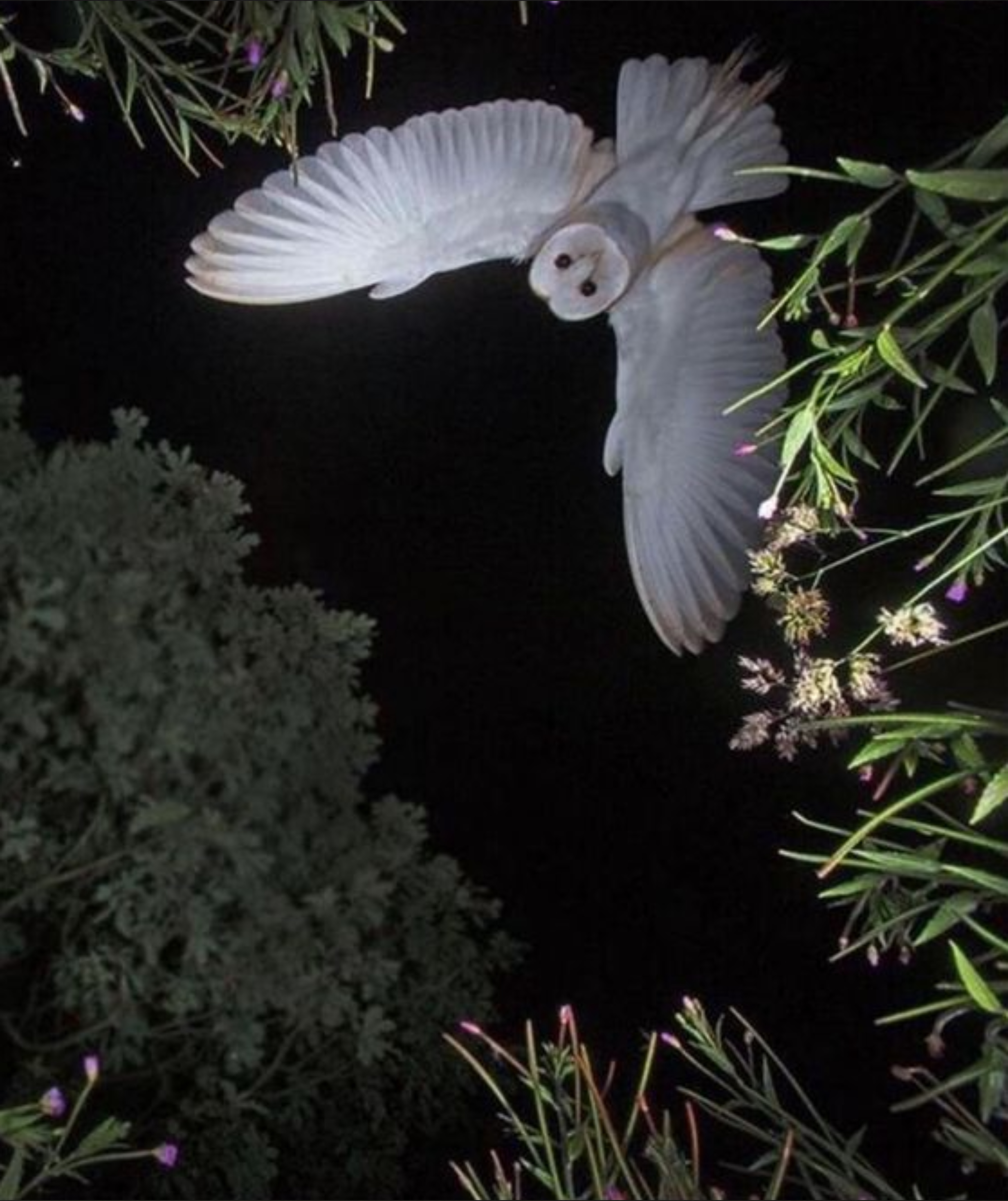 Aurora Bliss OnlyFans header