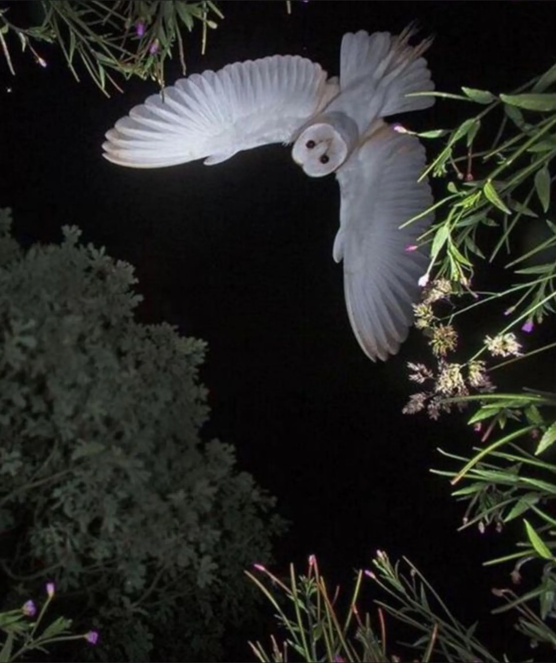 Aurora Bliss OnlyFans header