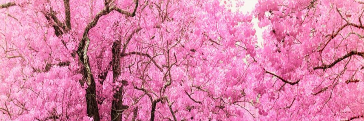 AuroraBunni OnlyFans header