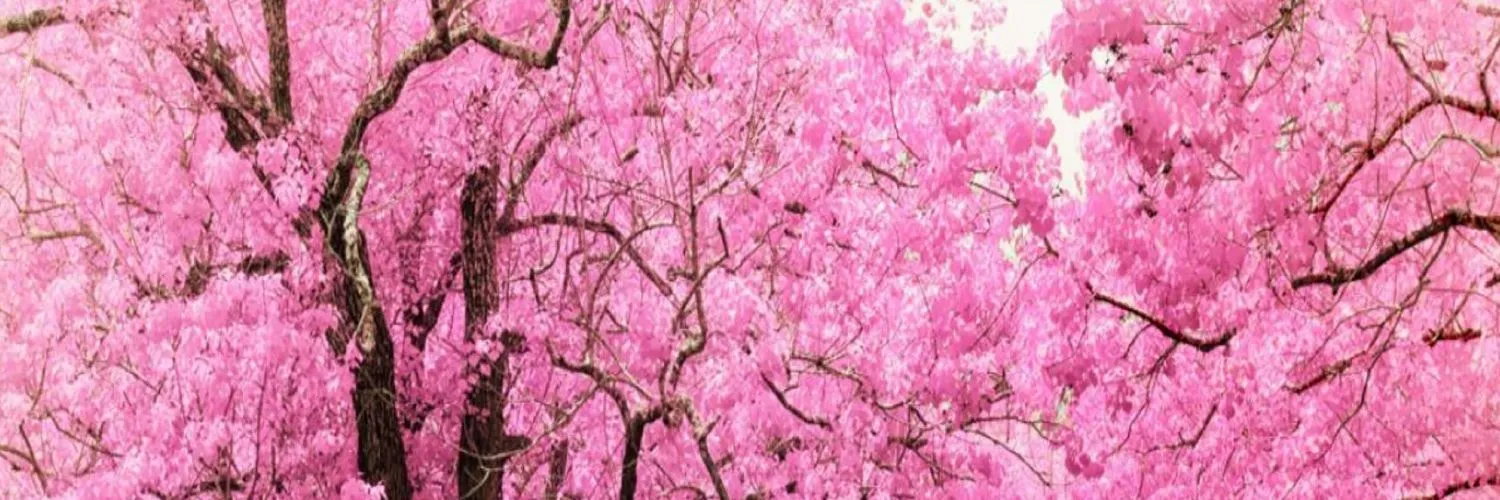 AuroraBunni OnlyFans header