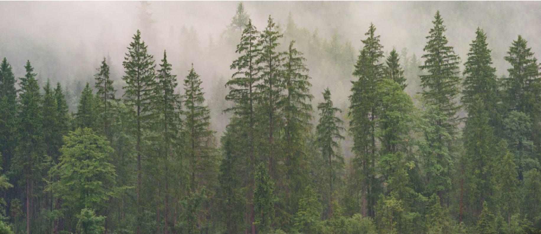 free hairy british babe 💘 OnlyFans header