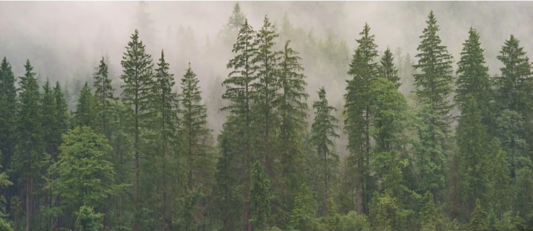 free hairy british babe 💘 OnlyFans header