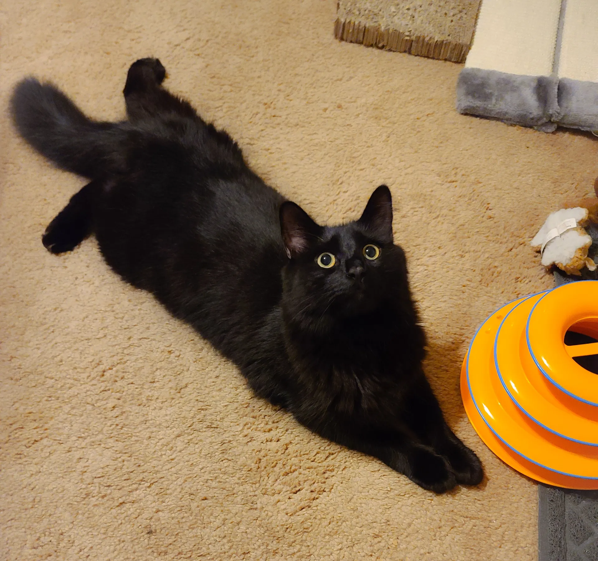 Aurorakittty OnlyFans header