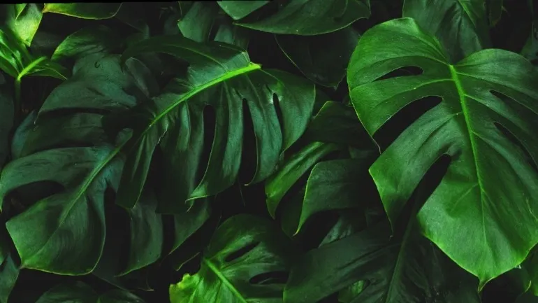 Aurora Luna 🐉 OnlyFans header