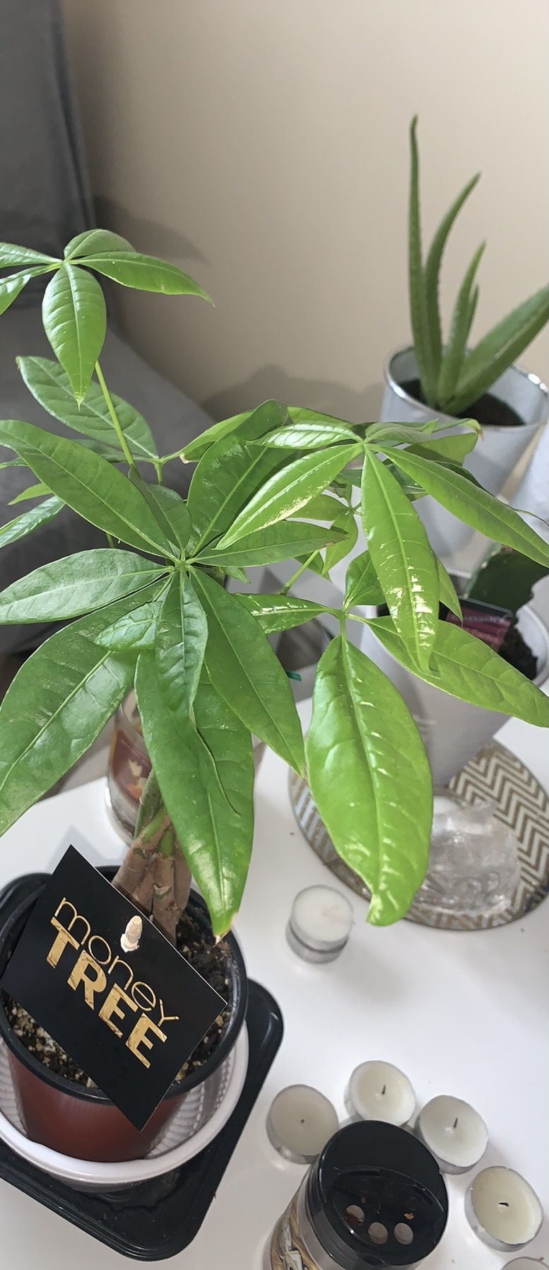 Aurora Sunz OnlyFans header