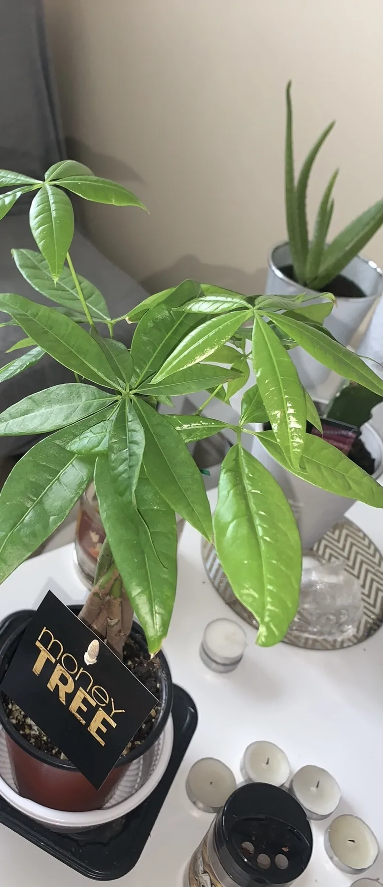 Aurora Sunz OnlyFans header