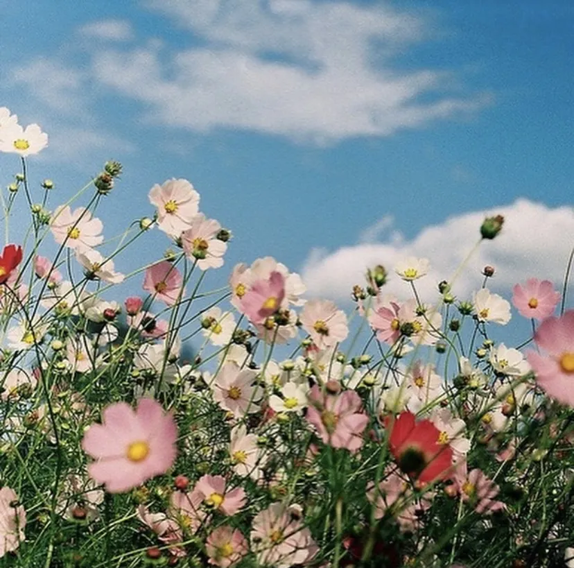 aurora 🍒 OnlyFans header