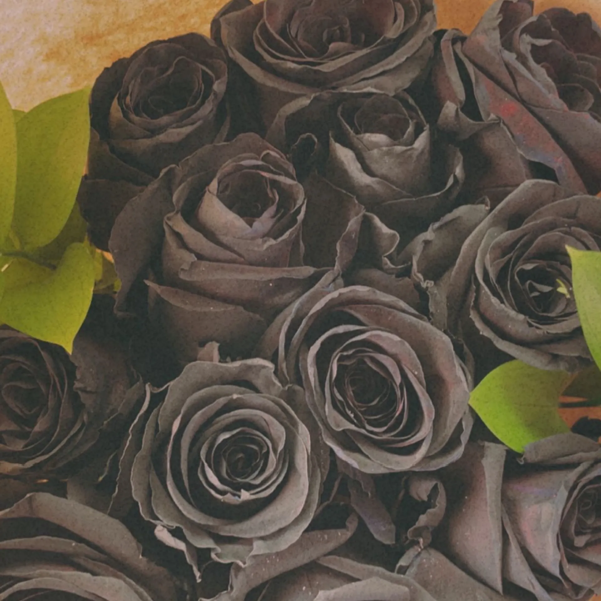 austin OnlyFans header