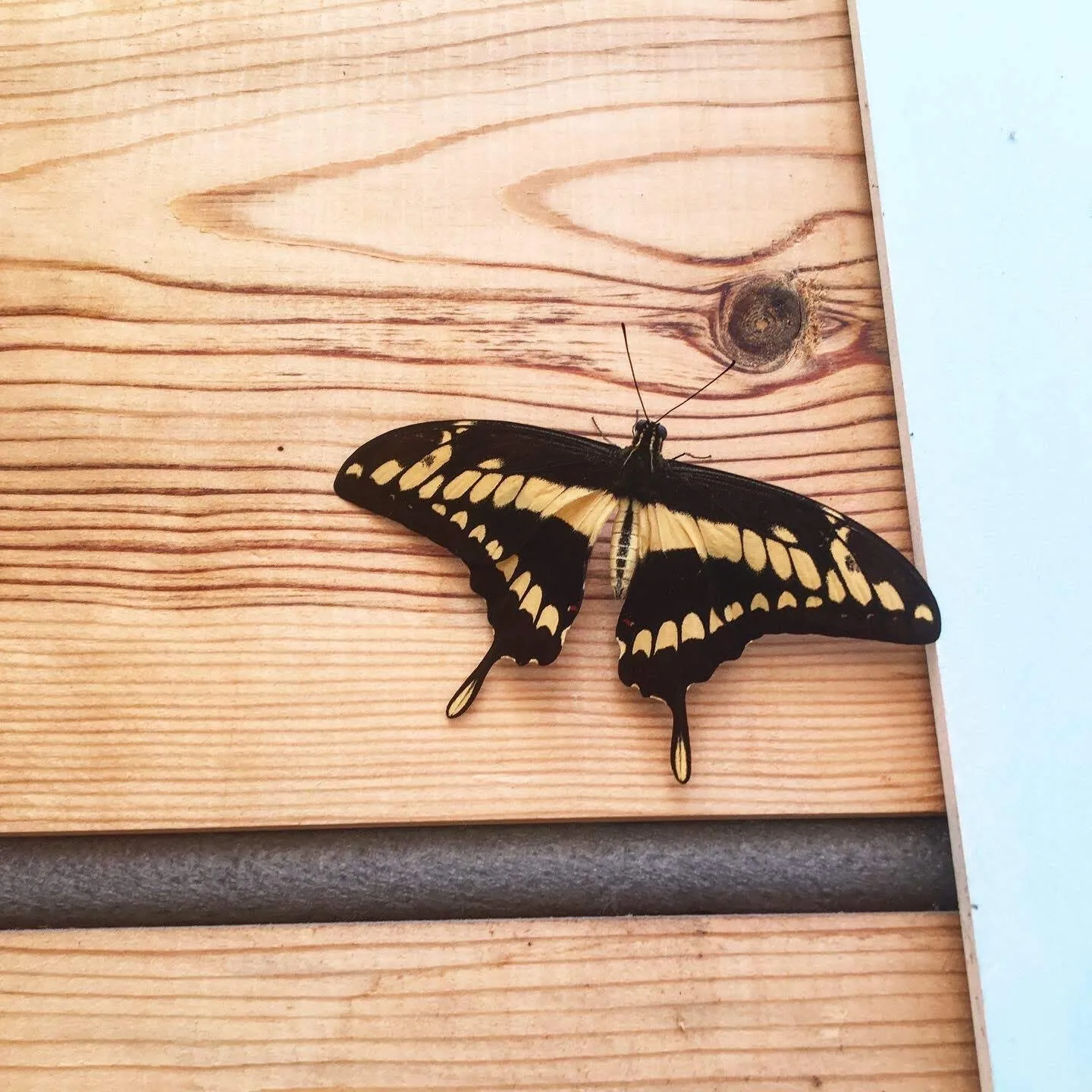 Authentic Steph OnlyFans header