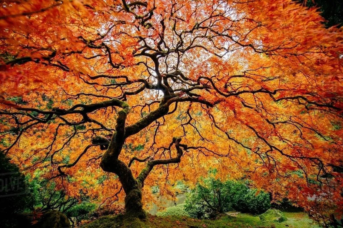 Autumn 🍁🍂 OnlyFans header