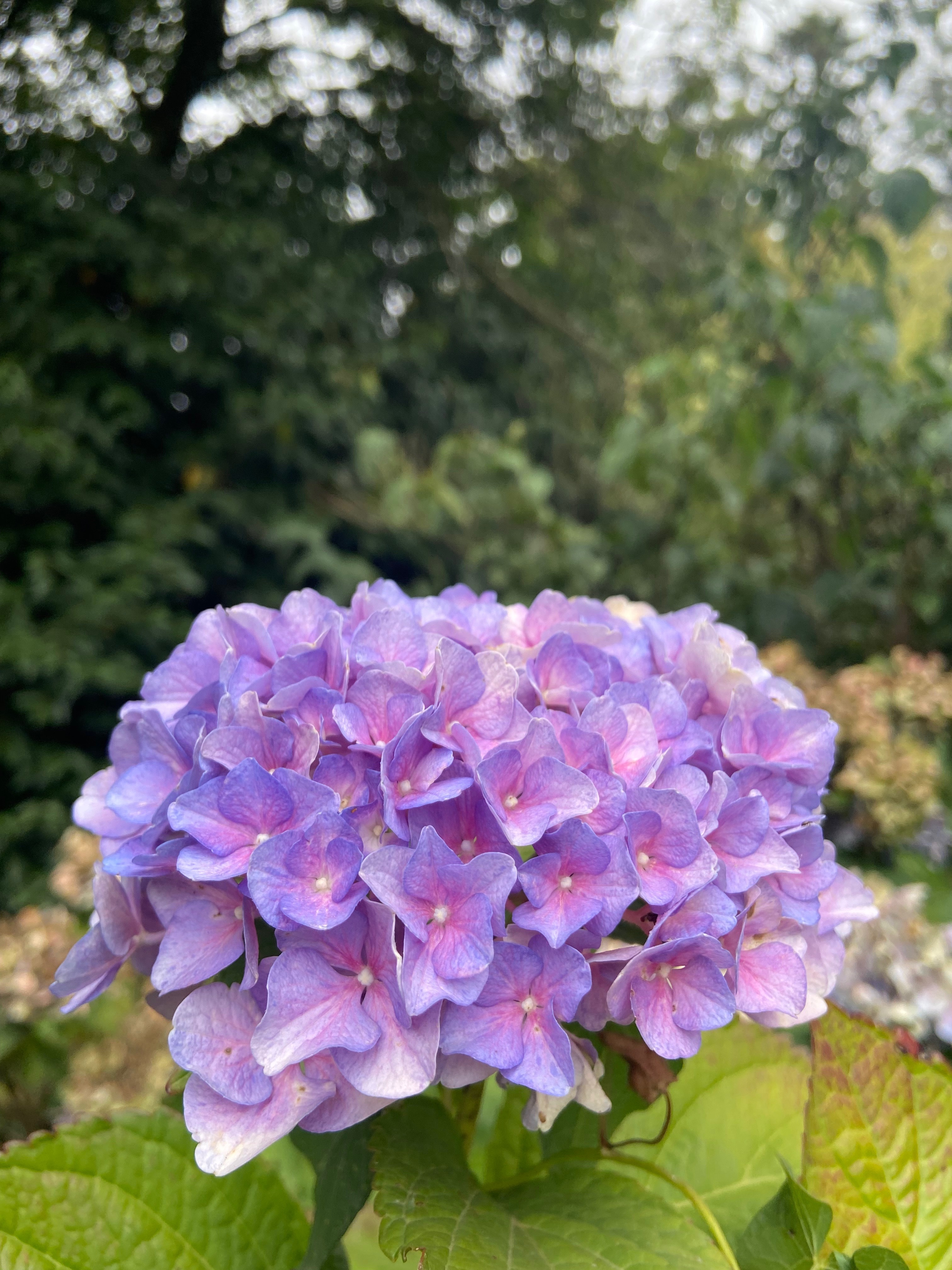 Autumn OnlyFans header