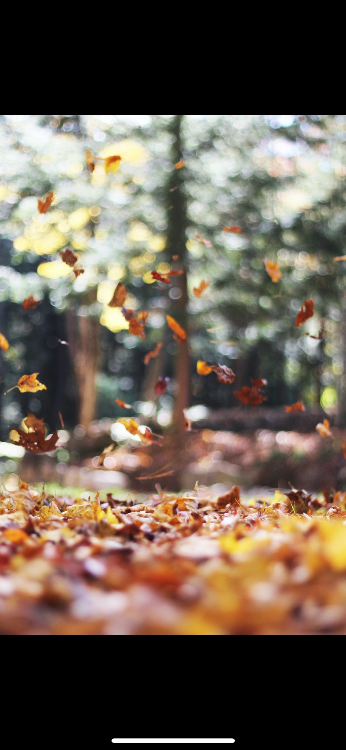 🍁 Autumn Summers 🍁 OnlyFans header