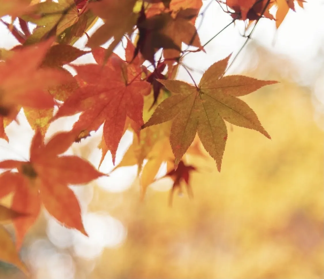 Autumn03 OnlyFans header