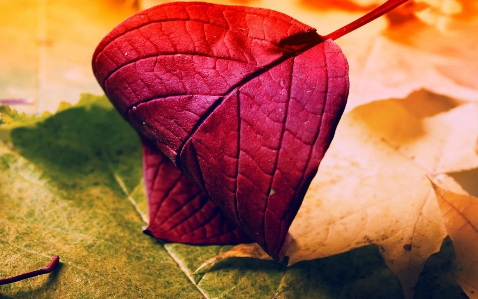 Autumnjade30 OnlyFans header