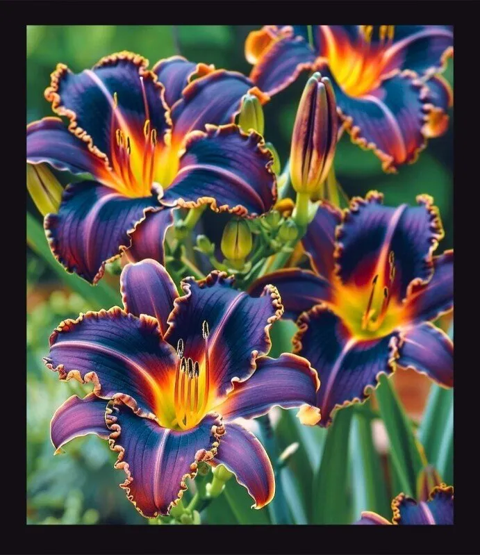 autumnlillie OnlyFans header