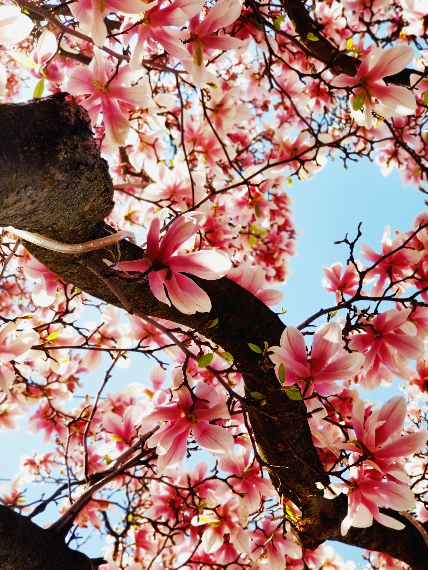 🦇✧₊ ‧Ava Adore‧₊✧🦇🖤FREE🖤 OnlyFans header