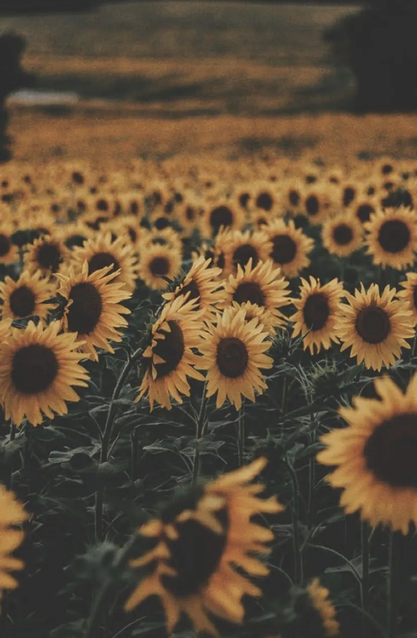 • s u n f l o w e r • OnlyFans header