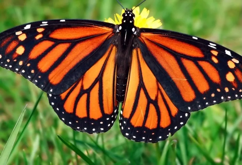 AvaHazel OnlyFans header