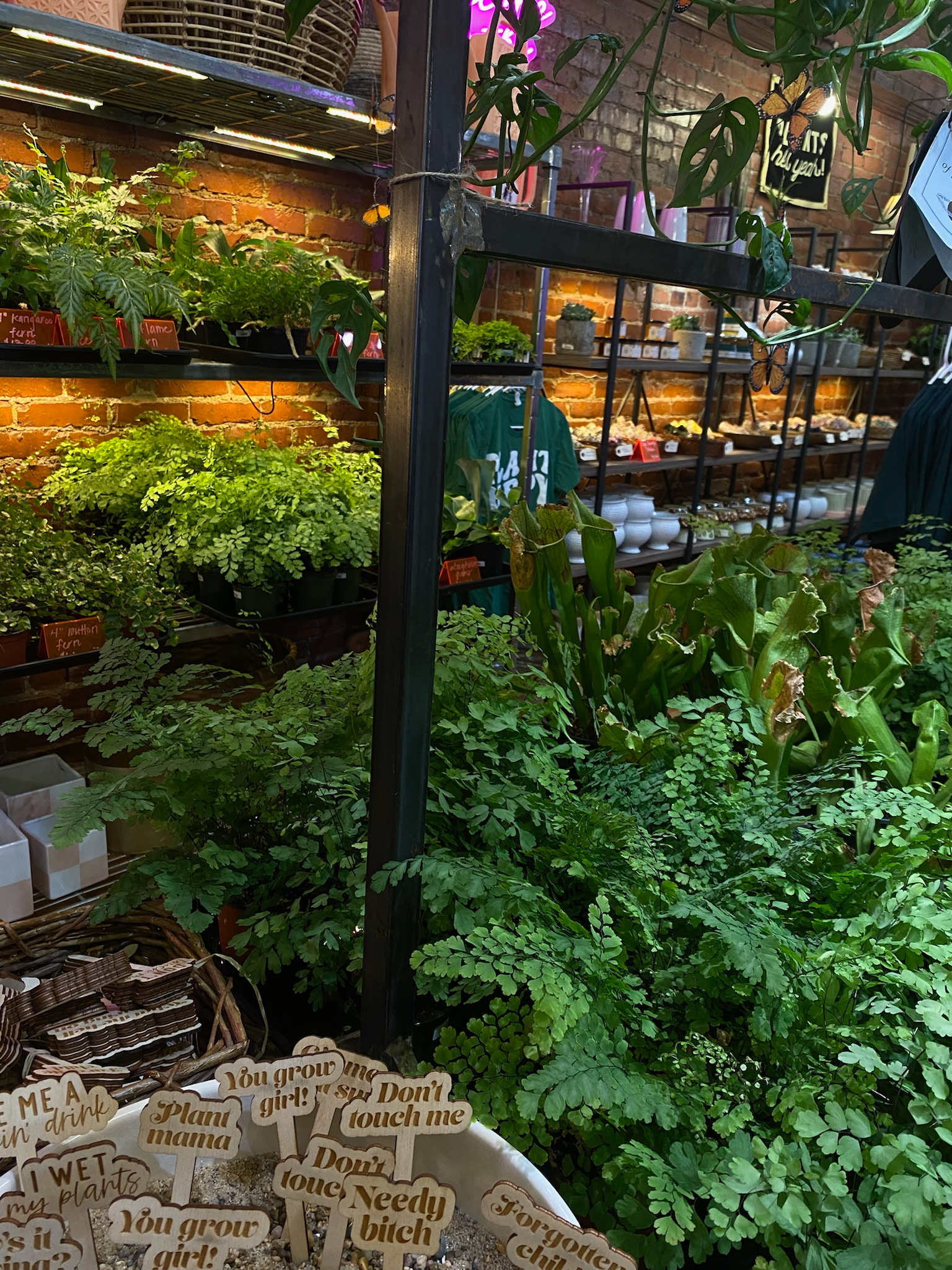 Ava Canary OnlyFans header