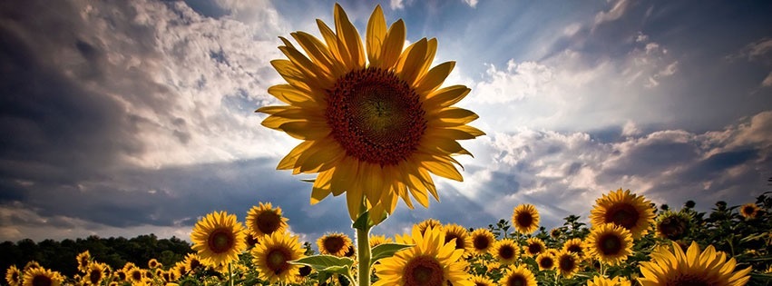 Ava Flower OnlyFans header