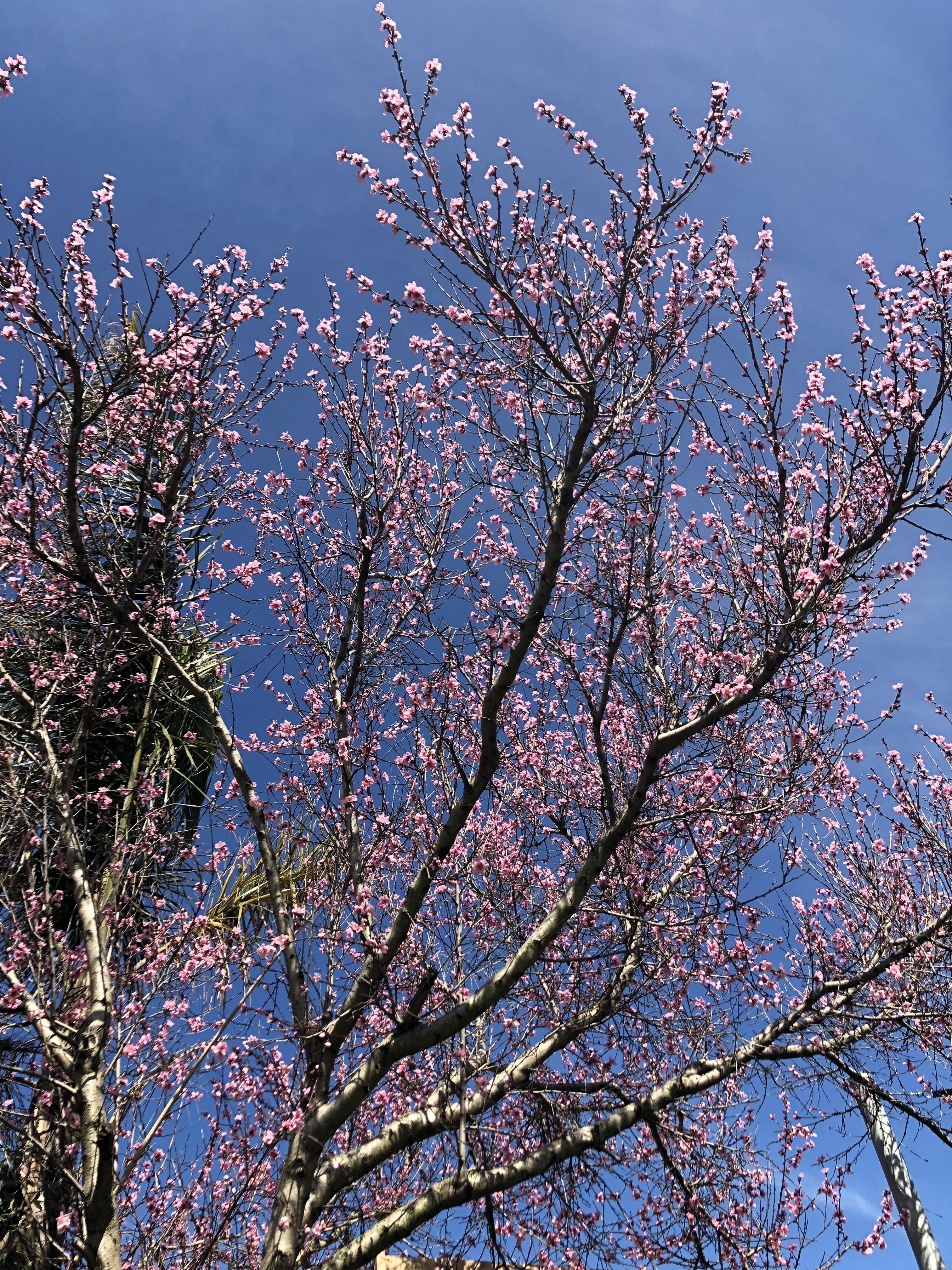 Ava Halliday OnlyFans header