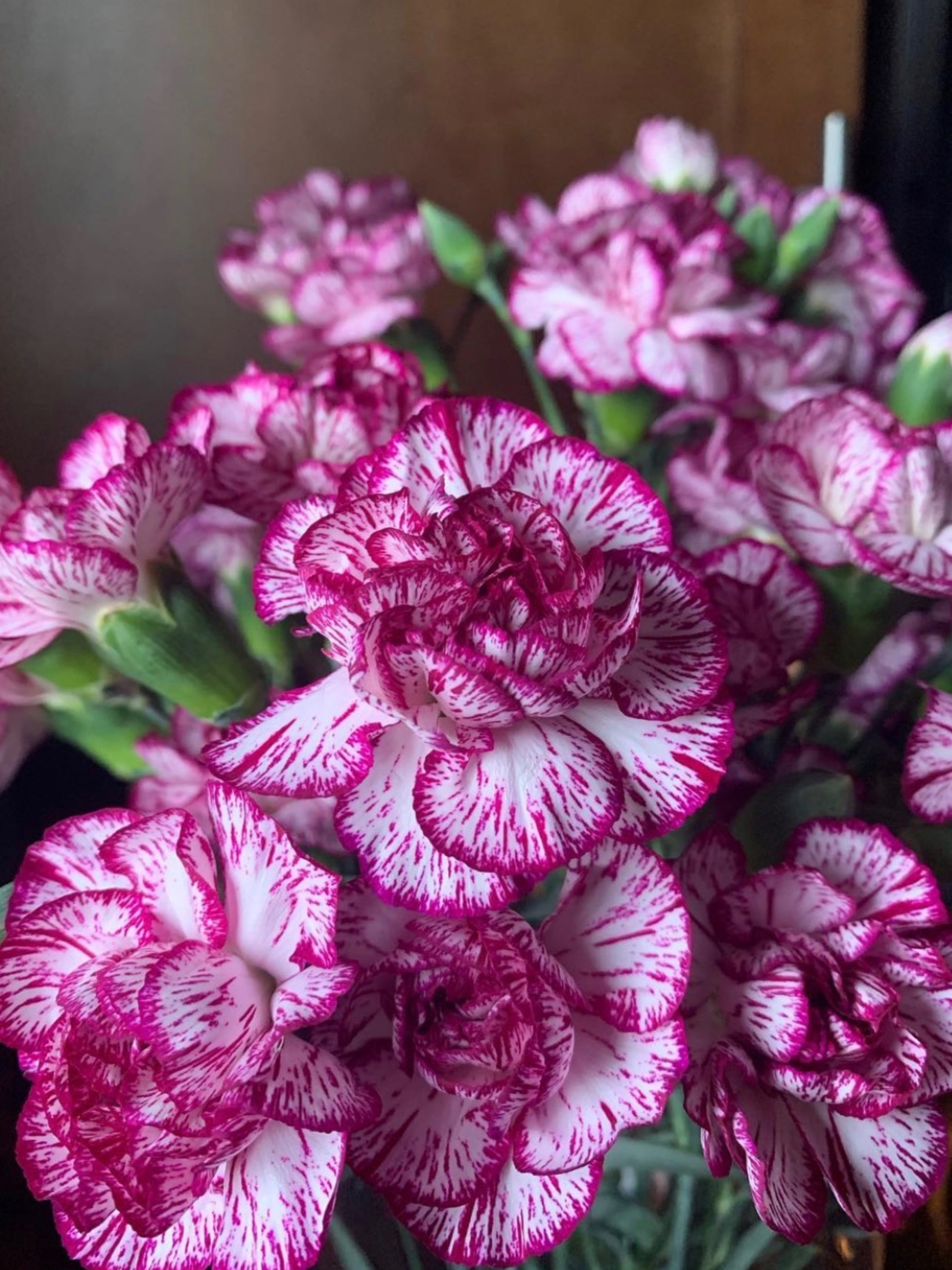 𝓐𝓿𝓪 OnlyFans header