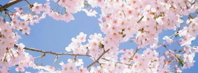 Av🦋 OnlyFans header