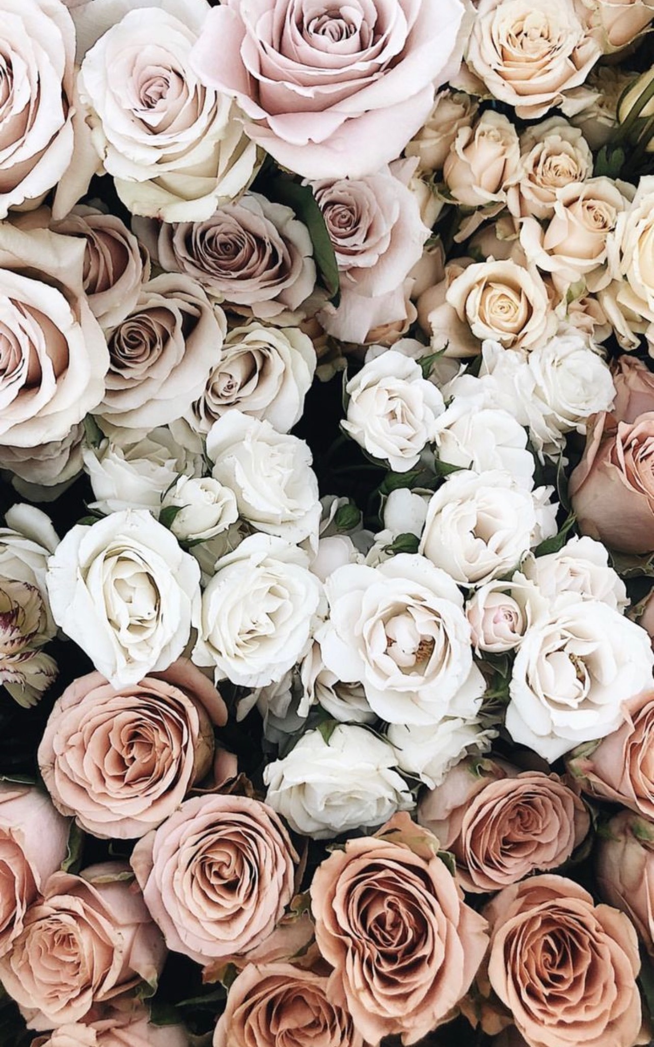 Ava Rae OnlyFans header