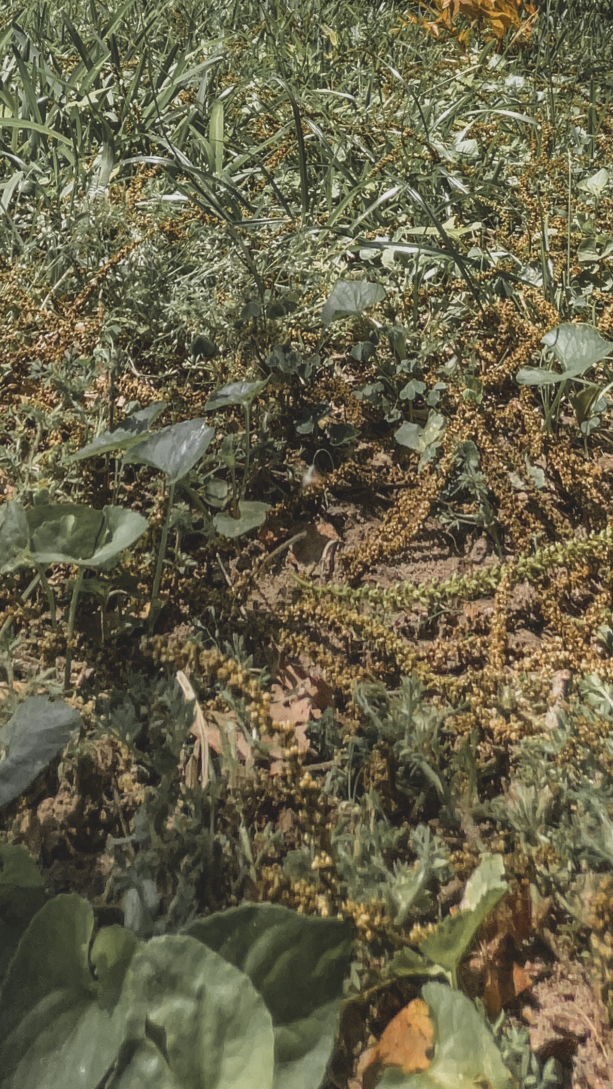 Aveni Saiou OnlyFans header