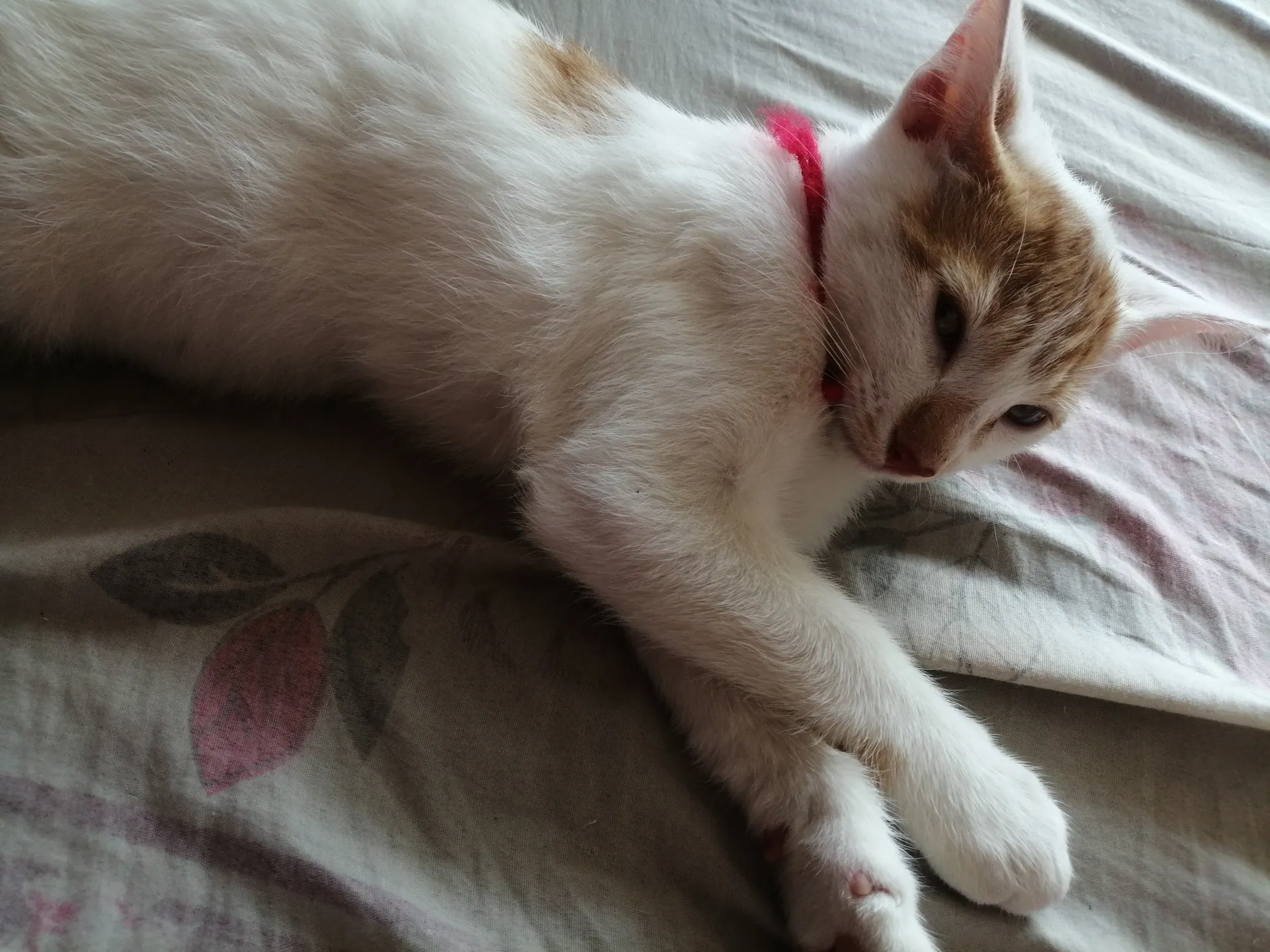 Aventurera OnlyFans header