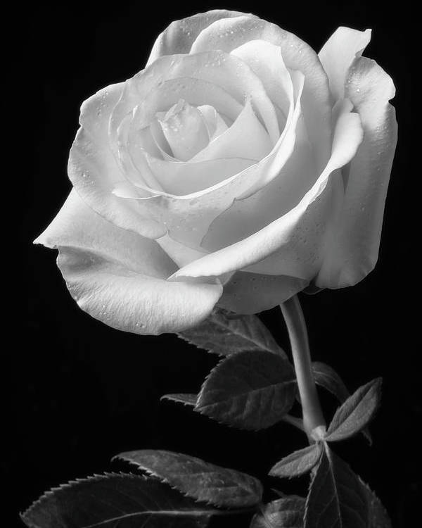 Amber Rose OnlyFans header