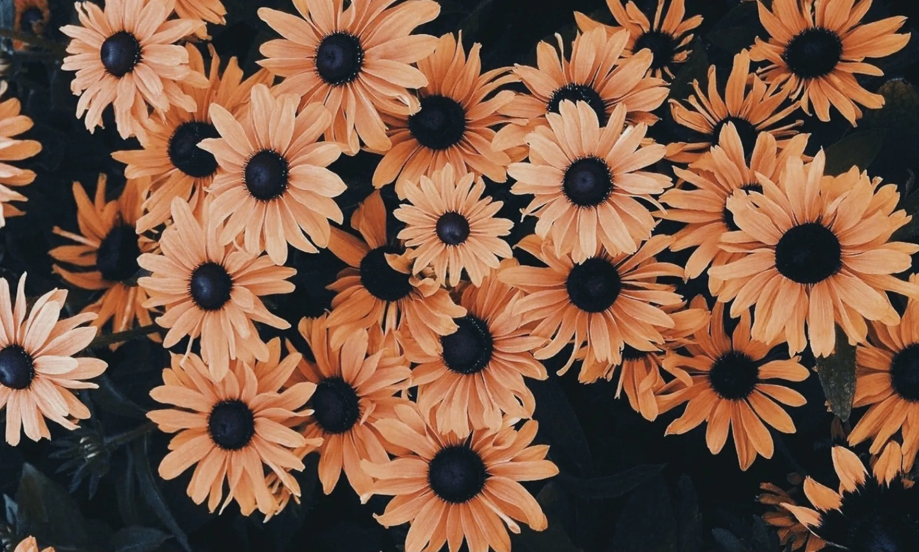 Aria V. OnlyFans header