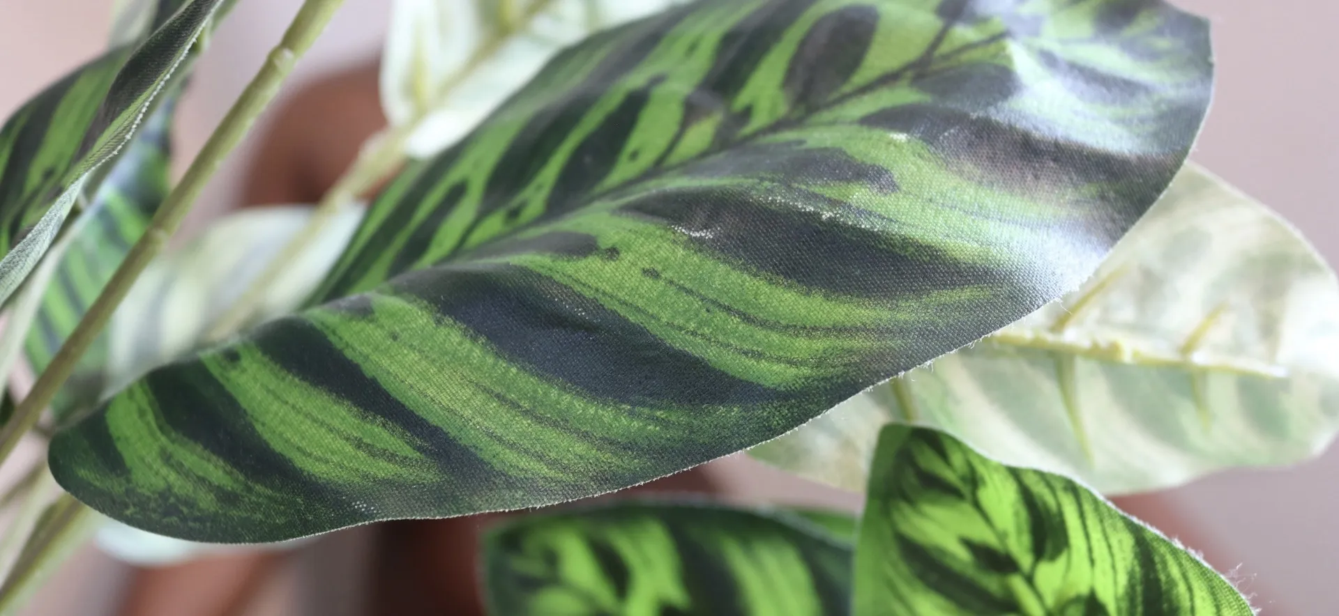 Avery Abara OnlyFans header