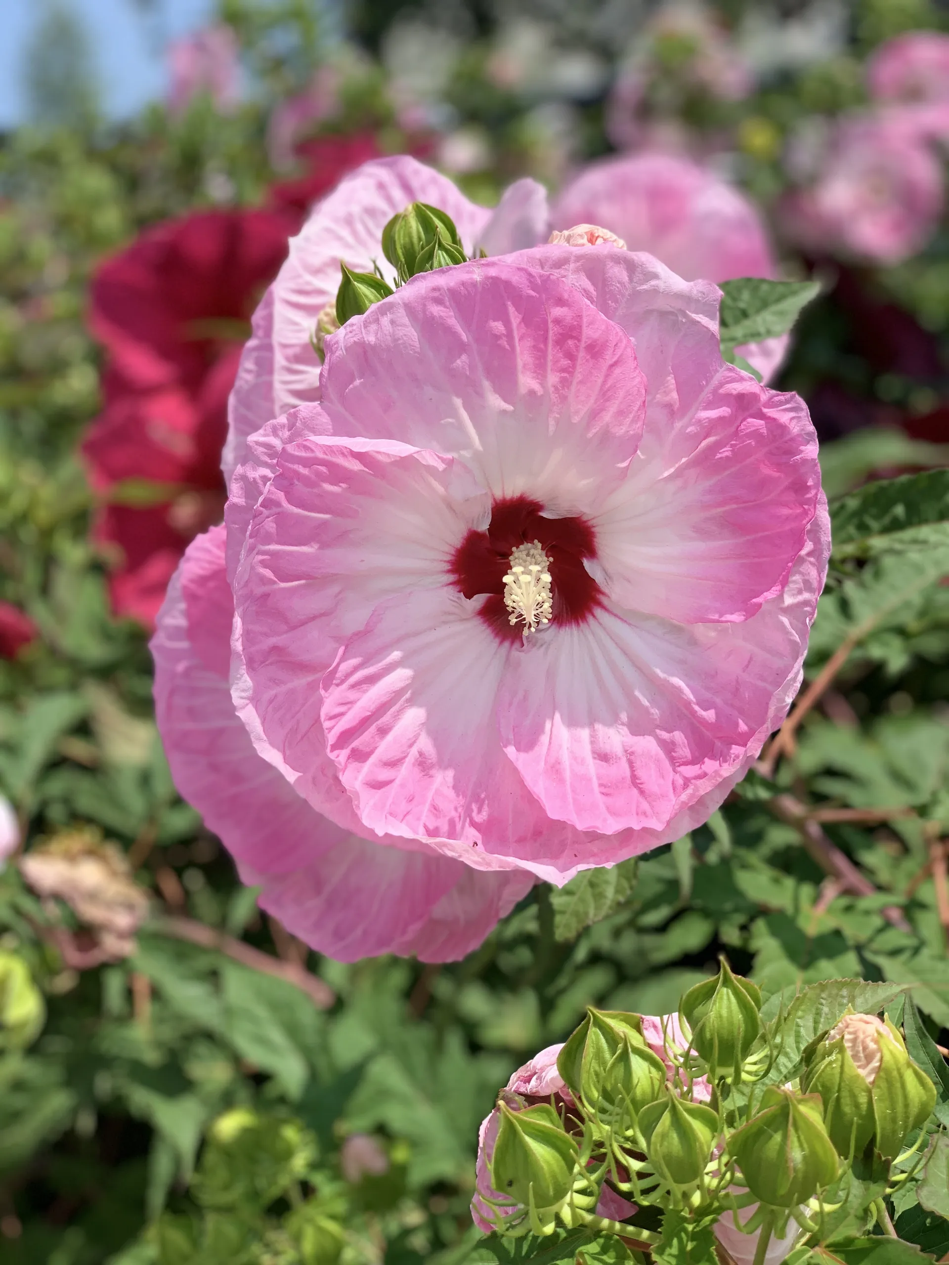 Avery OnlyFans header