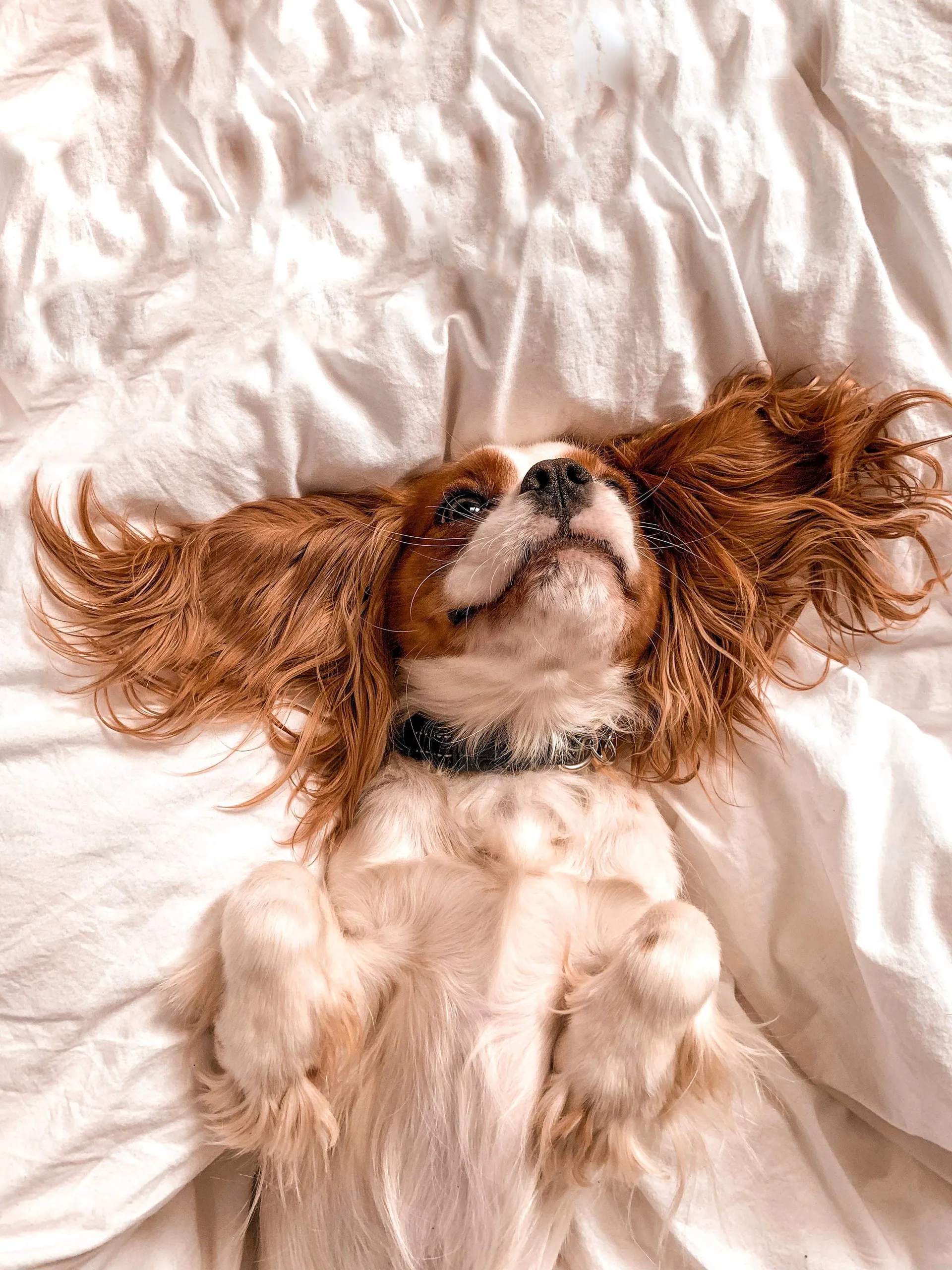 Avocado OnlyFans header