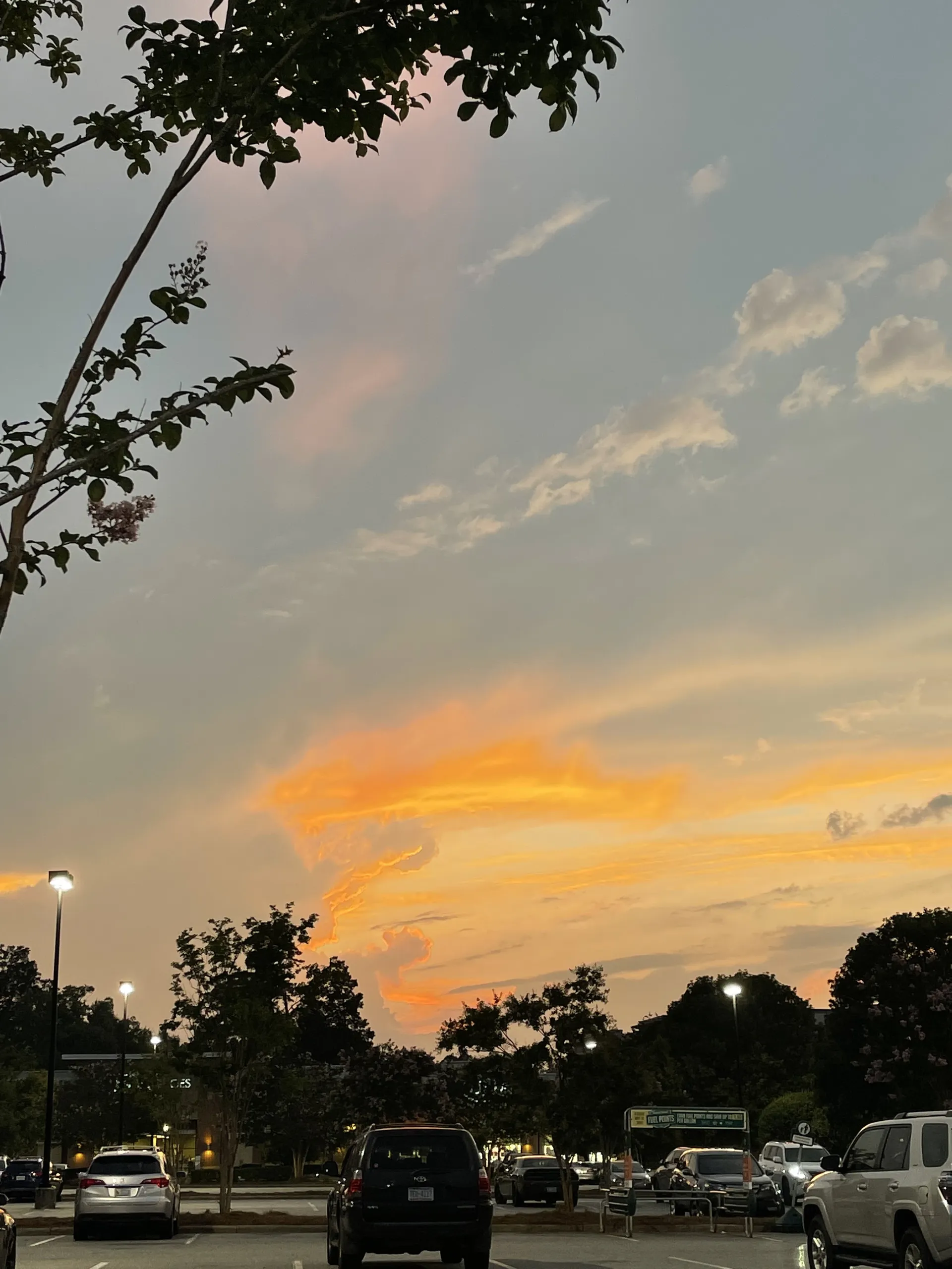 Avocado OnlyFans header