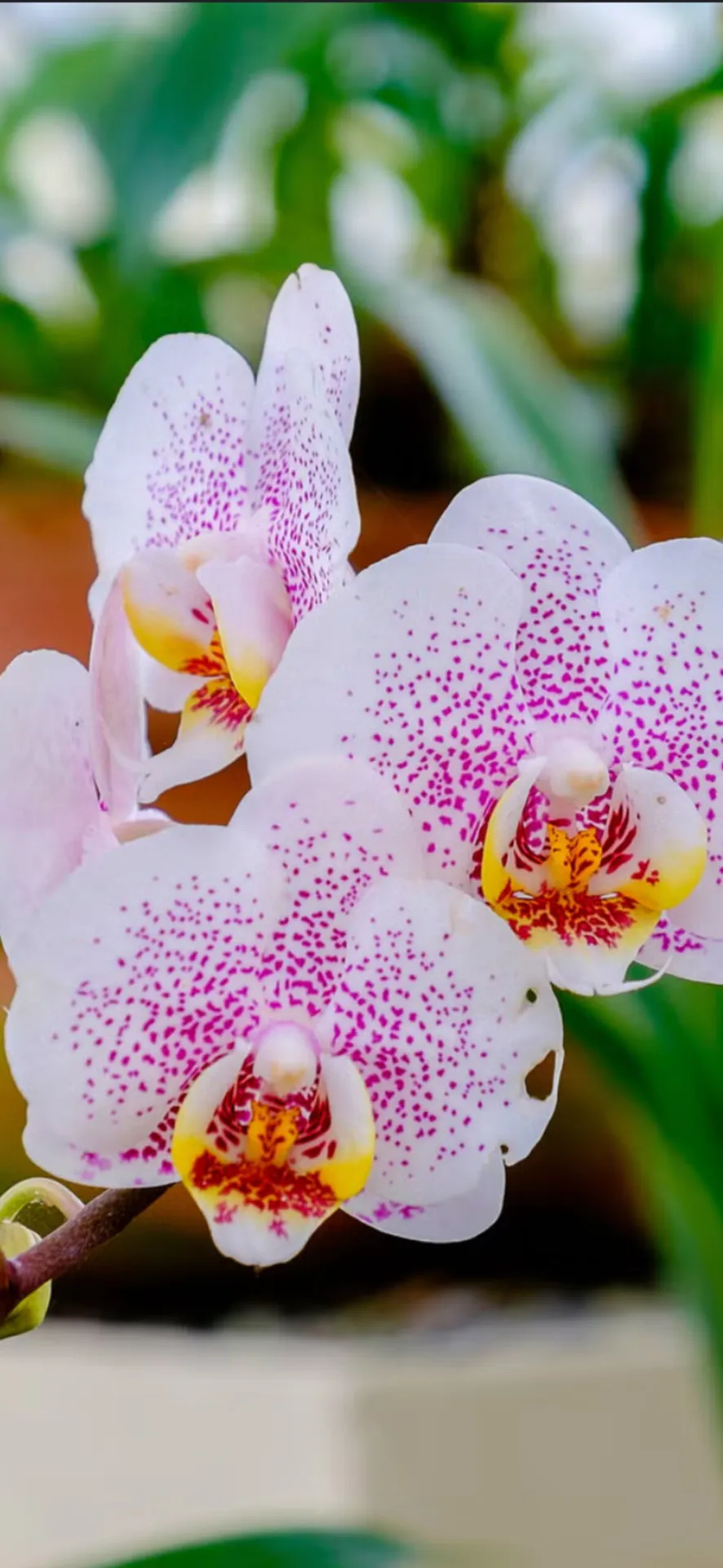 Andrea OnlyFans profile picture