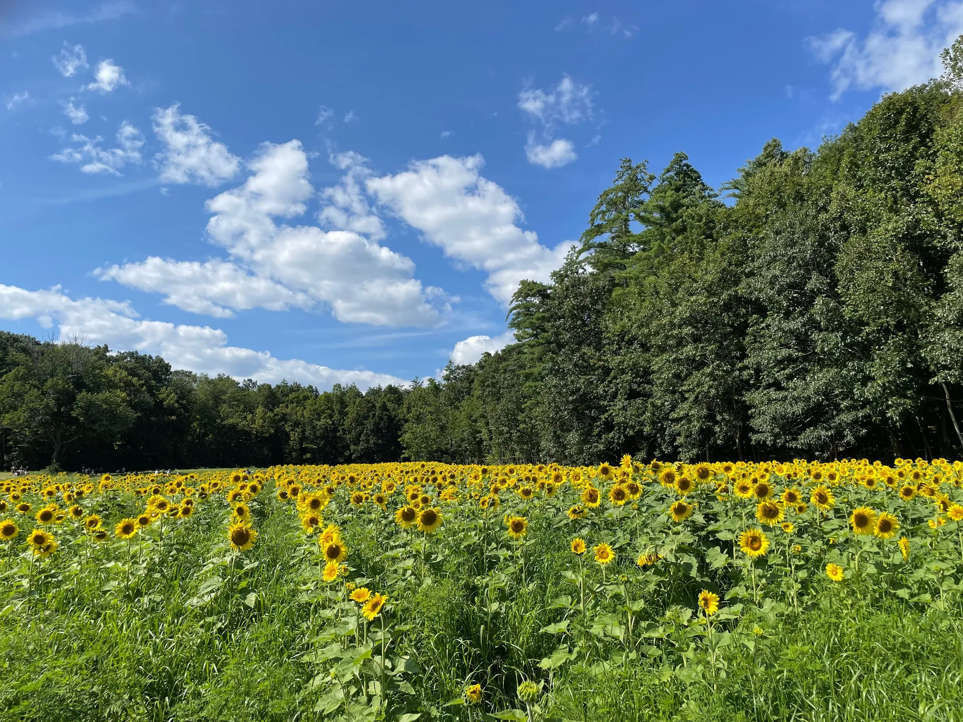 Goose OnlyFans header