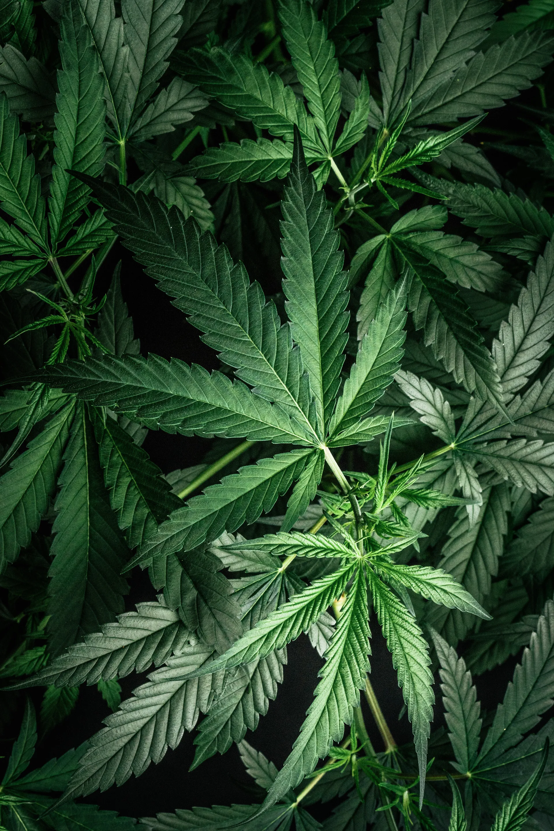 AX Bulges OnlyFans header