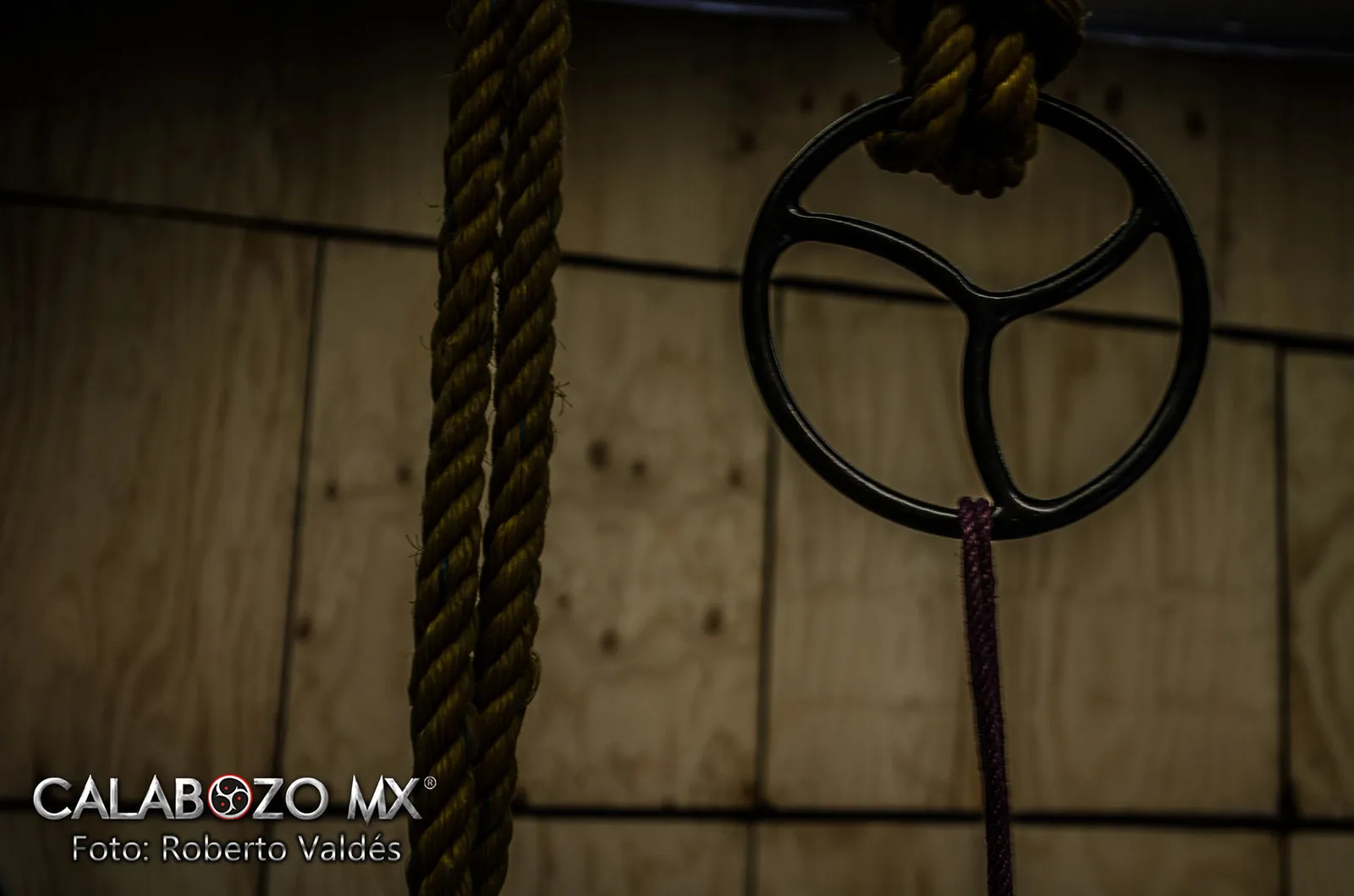 Alex Fox OnlyFans header